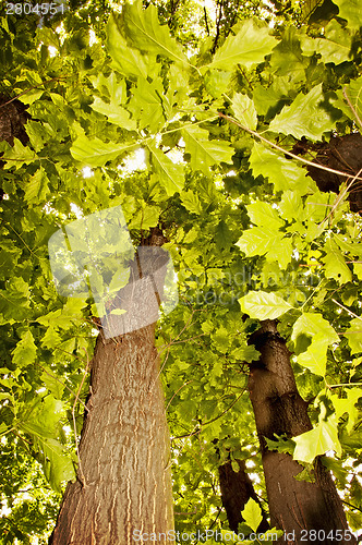 Image of Beech forest