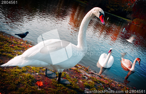 Image of Beautiful swans