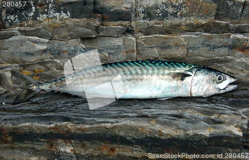 Image of Atlantic Mackerel