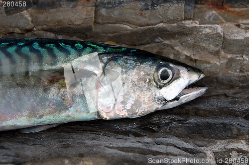 Image of Atlantic Mackerel