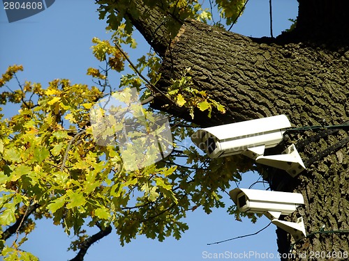 Image of Tree that sees