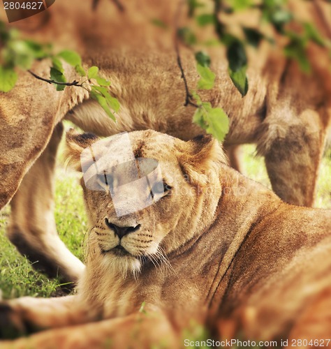 Image of Lioness