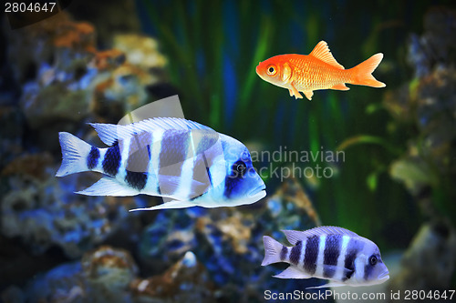 Image of Small goldfish among other fish