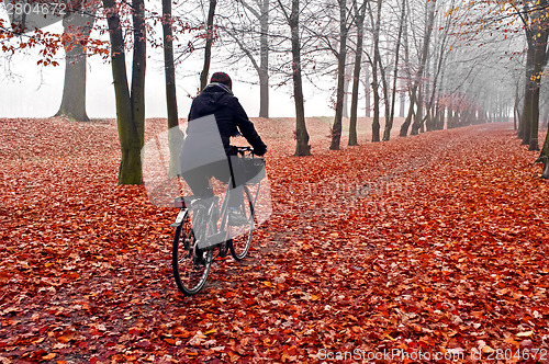 Image of November fog in park