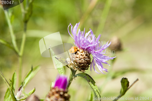 Image of thistle, egret