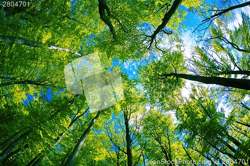 Image of Tree canopy