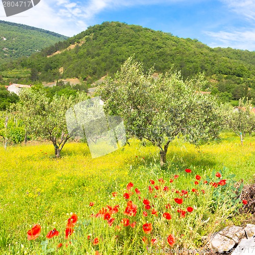 Image of Red poppy and olive tree groew.