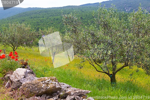 Image of Red poppy and olive tree groew.