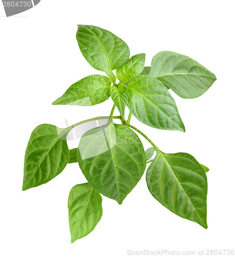 Image of Branch of pepper