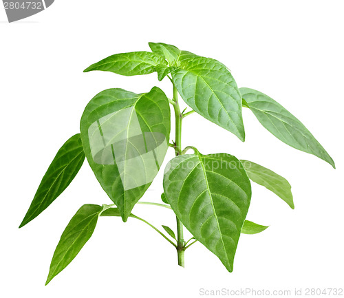 Image of Branch of pepper