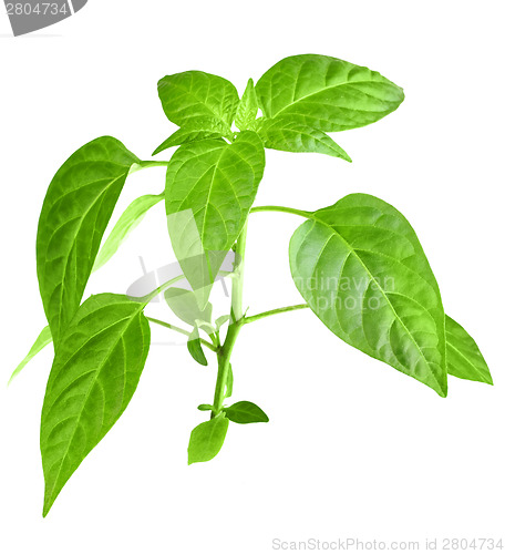 Image of Branch of pepper