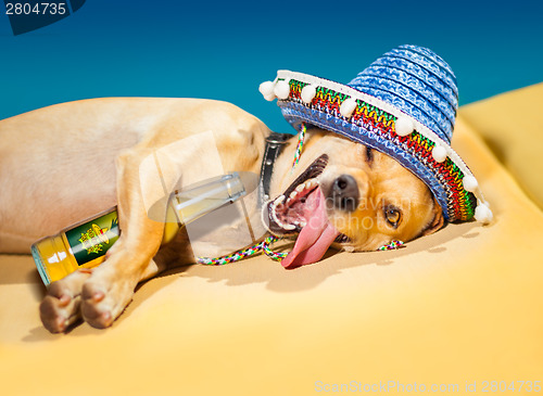 Image of drunk mexican dog