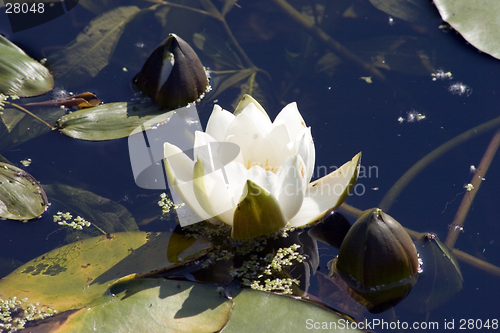 Image of Water lily