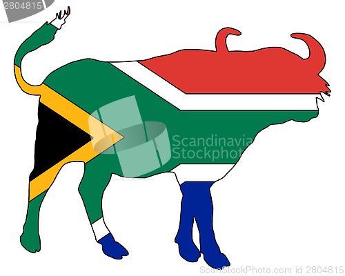 Image of South Africa buffalo 