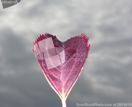 Image of Red autumn leaf in the foreground of gray sky