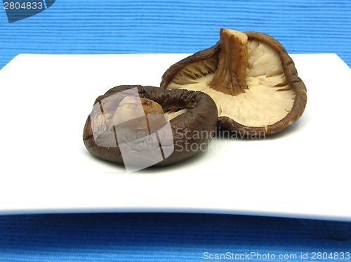 Image of Shiitake on white plate and blue background