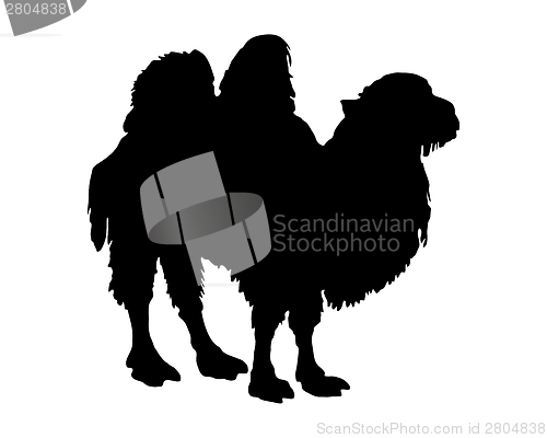 Image of The black silhouette of a bactrian camel on white