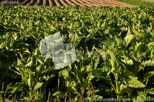 Image of Cup plant