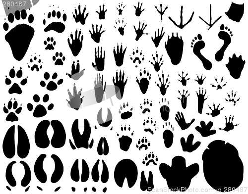 Image of Animal tracks