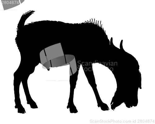 Image of The black silhouette of a billy goat on white 