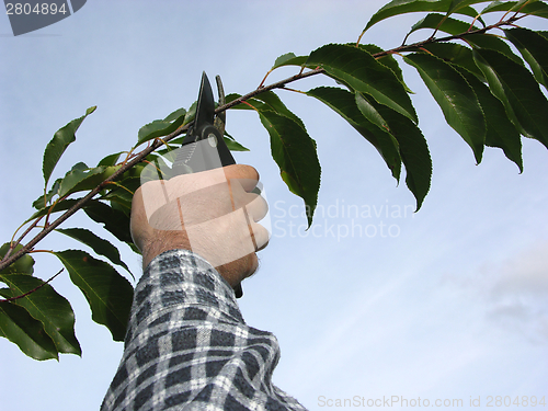 Image of Cutout of a hand with secateurs cutting branch