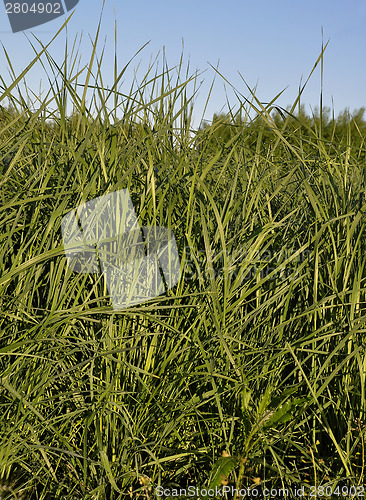 Image of Tall wheatgrass (Agropyron, elongatum)