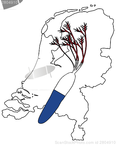 Image of Dutch carrot