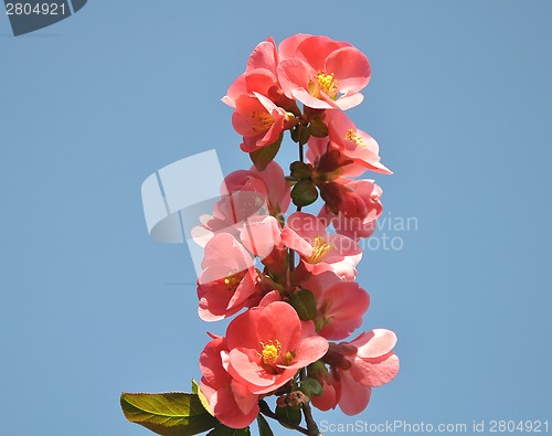 Image of Red blooms