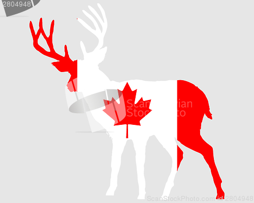 Image of Canadian deer