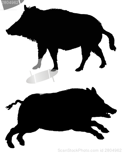 Image of The black silhouettes of two boars on white