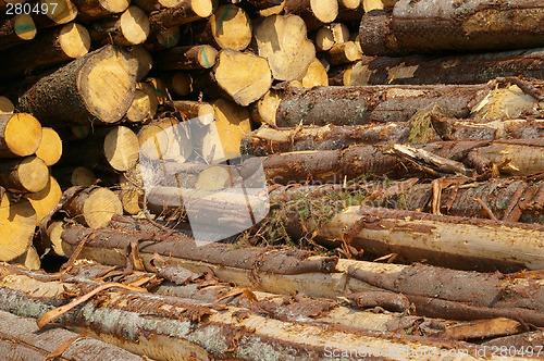 Image of Log piles