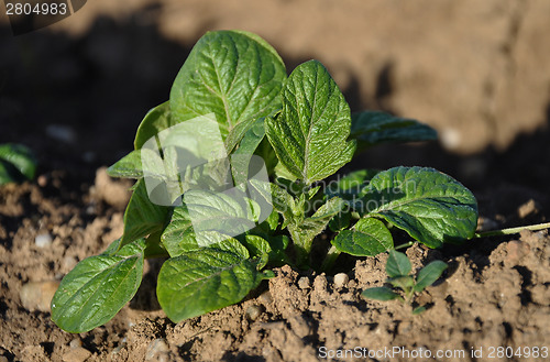 Image of Potato plant