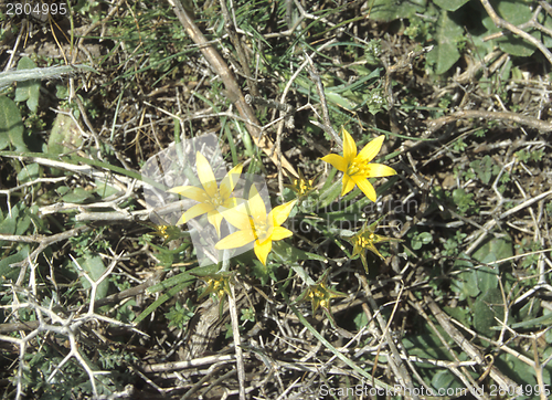 Image of Yellow Gagea