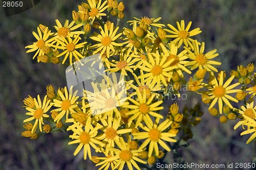 Image of Yellow flowers