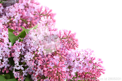 Image of Bouquet of purple lilac on white