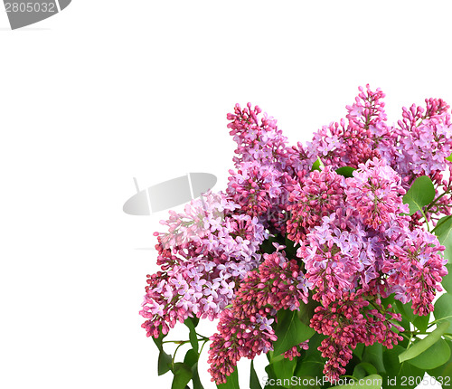 Image of Bouquet of purple lilac on white