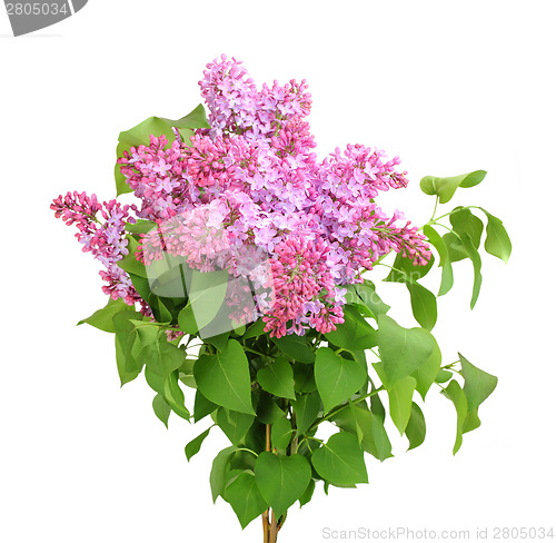 Image of Bouquet of purple lilac on white