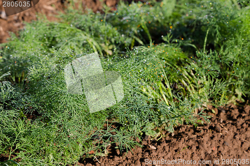 Image of fresh dill in village garden 