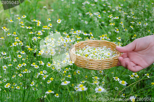 Image of hand hold basket with chamomile on nature grass