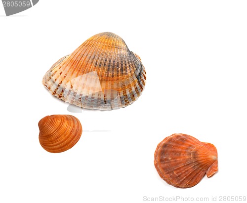 Image of Seashells on white background