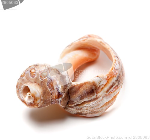 Image of Broken rapana shell on white background