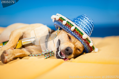 Image of drunk mexican dog