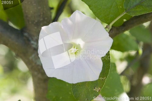 Image of bindweed