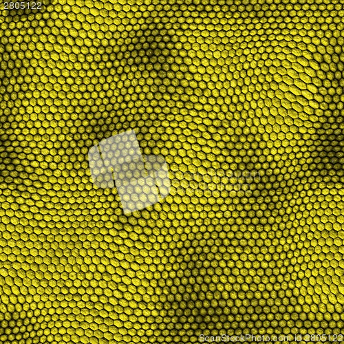 Image of snake skin