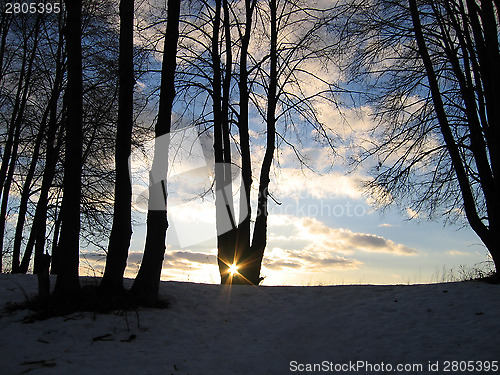 Image of Trees on evening sky background with sun