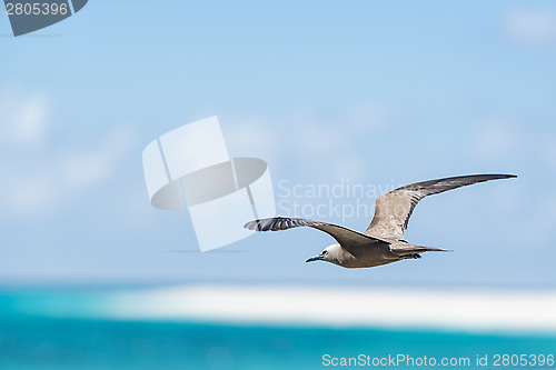 Image of Black noddy