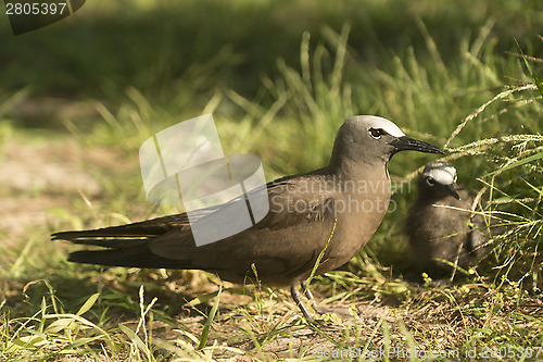 Image of Black noddy with chick