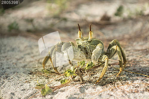 Image of horned ghost crab 