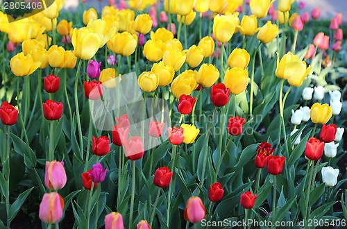 Image of Beautiful colorful tulips