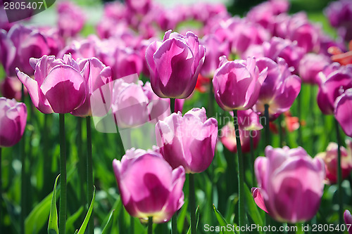 Image of Beautiful bright tulips